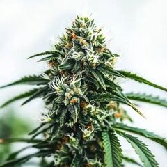Scrambler Haze, Фасовка: 3+1